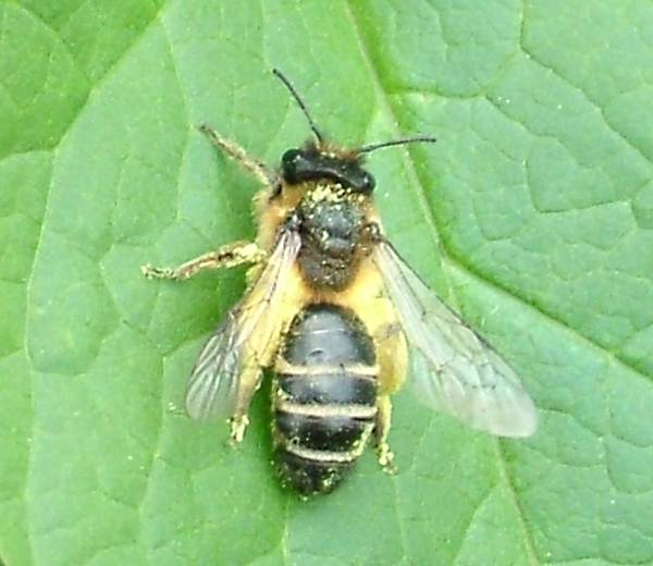 Apis Mellifera