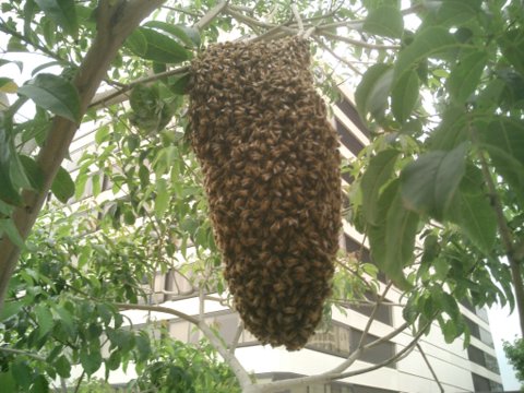 Bee swarm